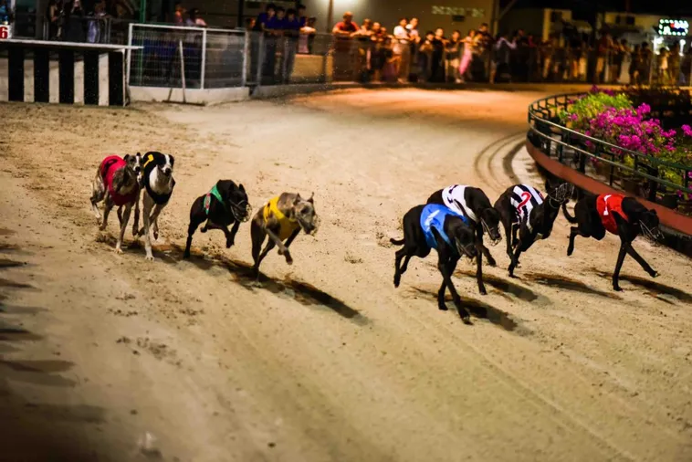 Cách Chơi Game Nhanh Đua Chó Tại WIN55 Thắng Lớn 2025