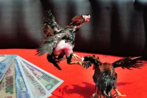 Cách Chơi Đá Gà Sabong WIN55 Kịch Tính Đỉnh Cao 2025